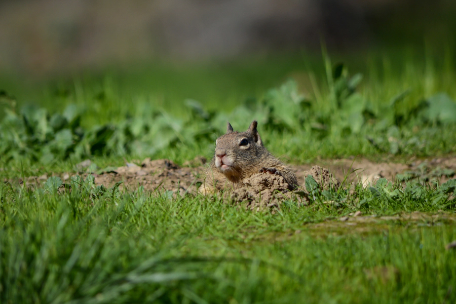 burrowed rodent on a landscape